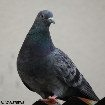 Columba livia